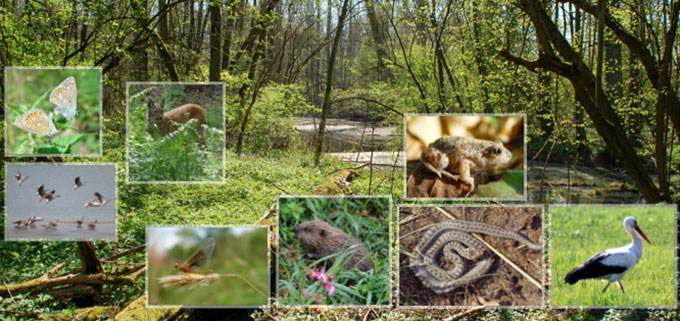 Biodiversitäts-Inventur im Main-Kinzig-Kreis